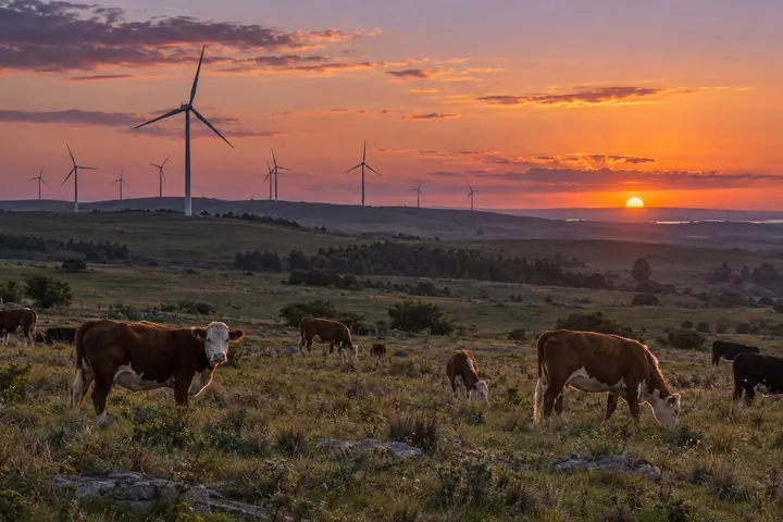 Aerogeneradores en el campo uruguayo al atardecer